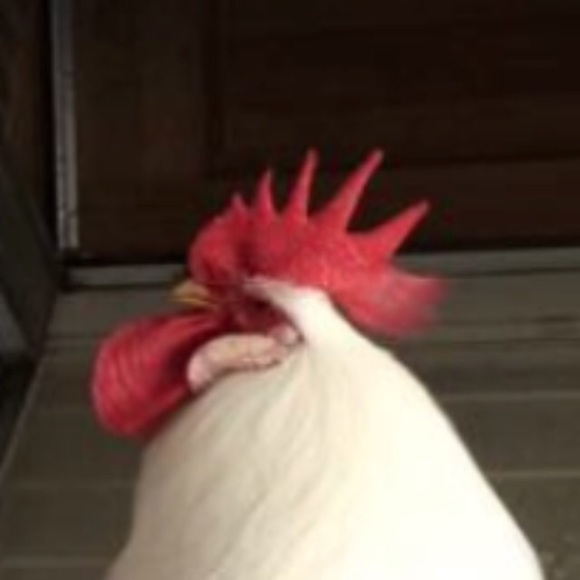 Meet your Posher, Myah - Picture 1 of 1